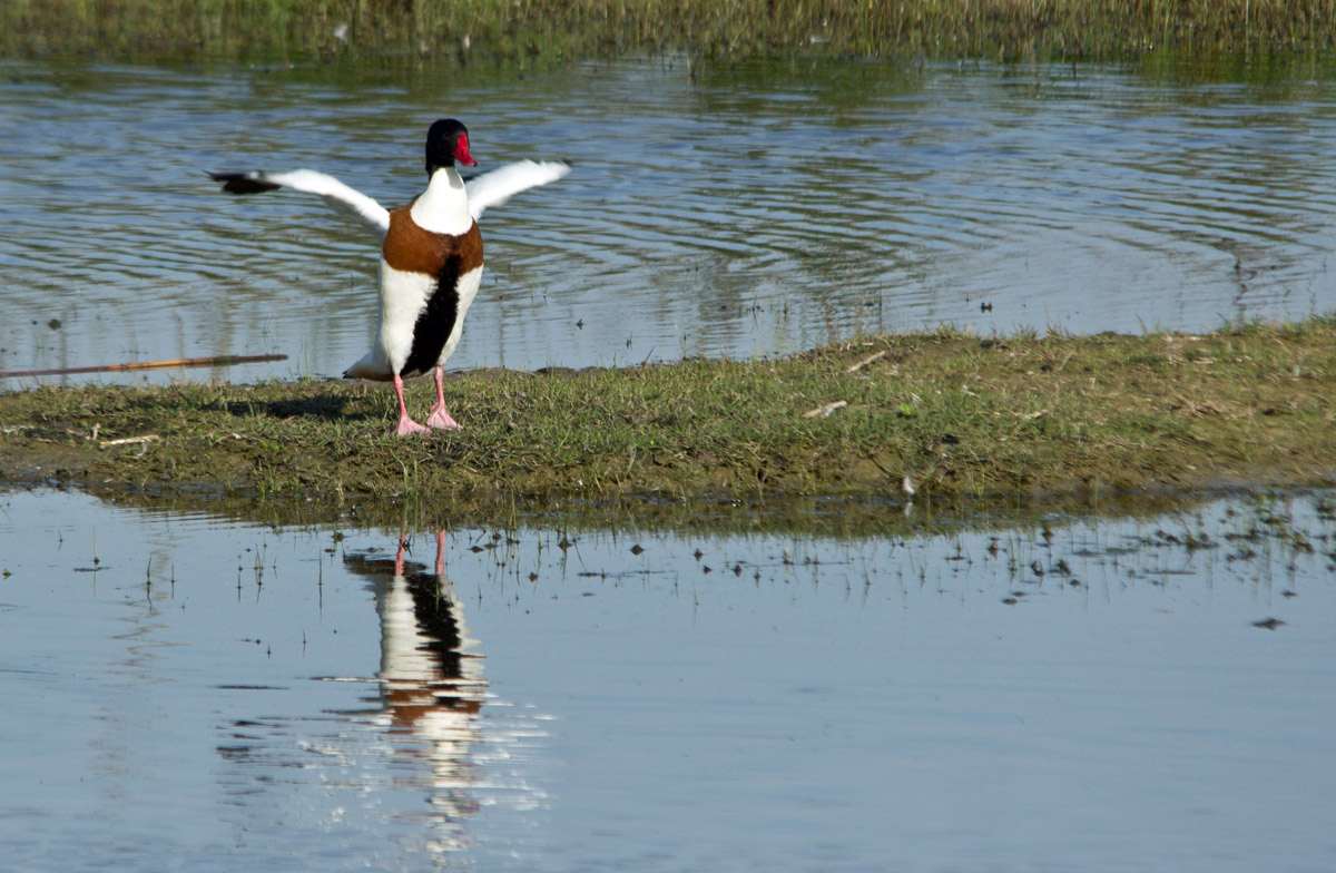Volpoca  (Tadorna tadorna)